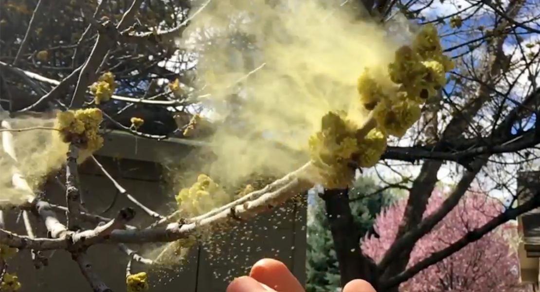 Ash Tree Pollen